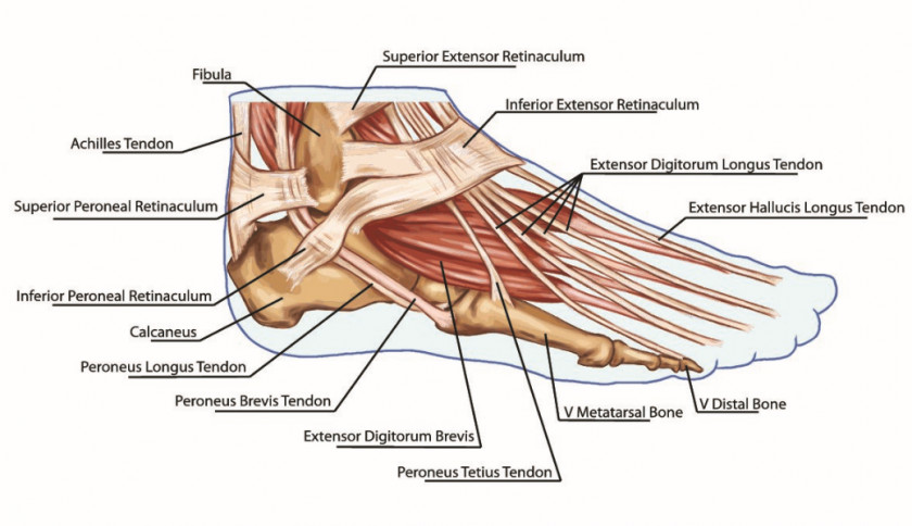 Foot Anatomy Tendon Muscle Bone PNG