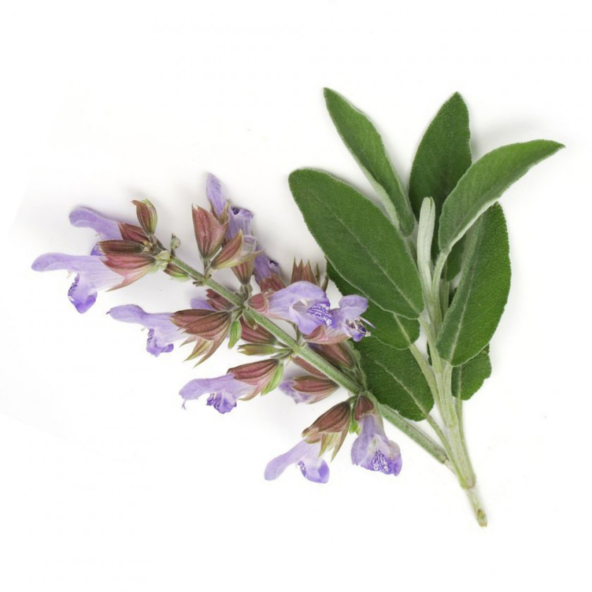 Lavender Clary Common Sage Of The Diviners Essential Oil Lemon Balm PNG