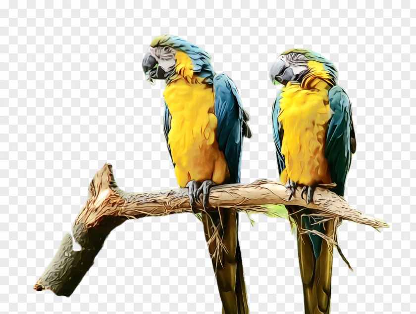 Lovebird Wildlife Colorful Background PNG