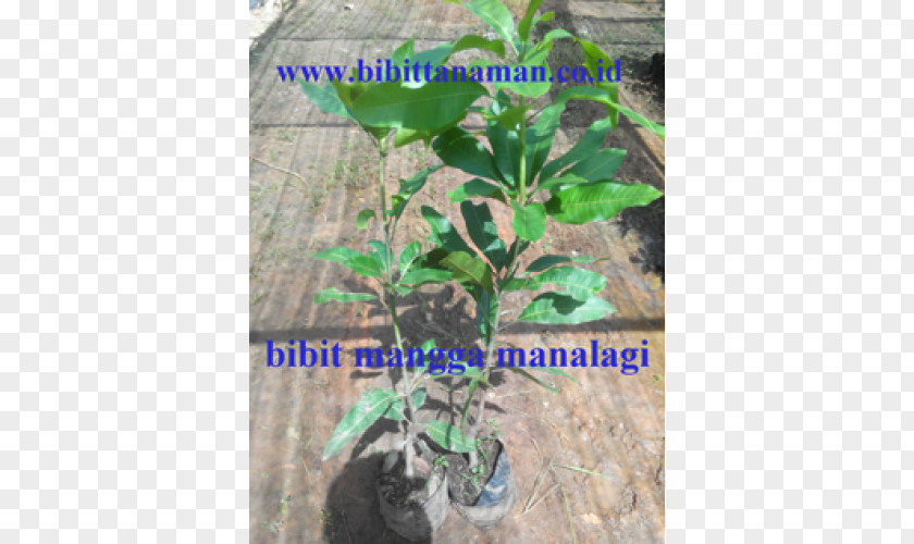 Tree Mangifera Indica Fruit Benih Crop PNG