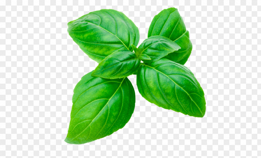 Vegetable Basil Stock Photography Herb Royalty-free PNG