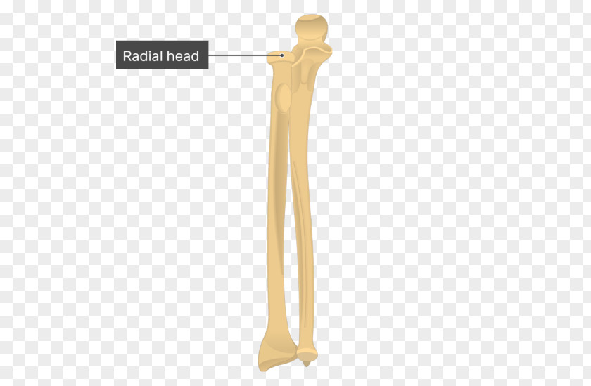 Arm Ulna Radius Bone Anatomy Radial Tuberosity PNG