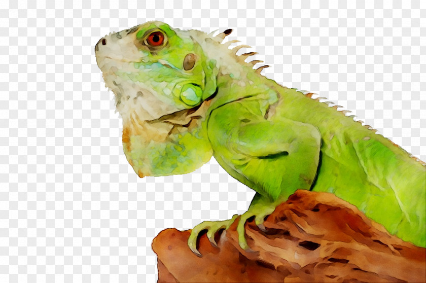Lizard Reptile Green Iguana Cat Pet PNG