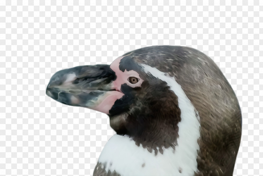 Neck Penguin PNG