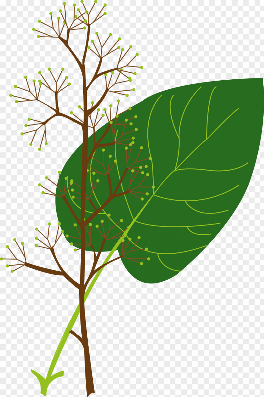 Tree Flower Plants Background PNG