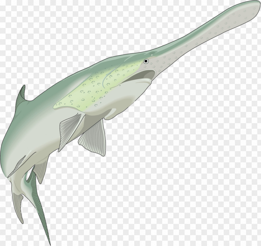 Shark Fish Animal PNG