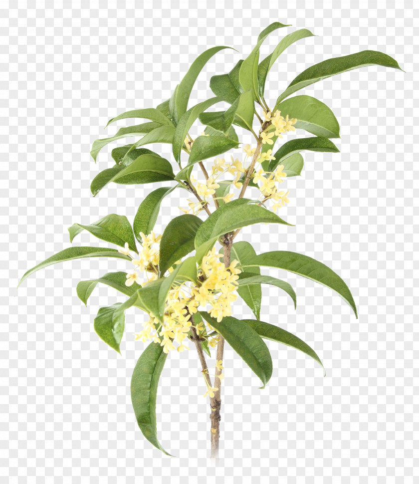 Butterfly Express Quality Essential Oils Sweet Osmanthus Plant Surajbala Exports Pvt. Ltd. Clip Art PNG