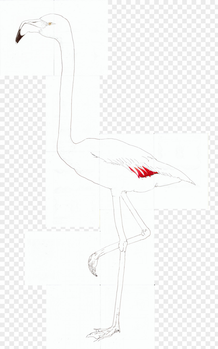Crane Goose Cygnini Duck Anatidae PNG