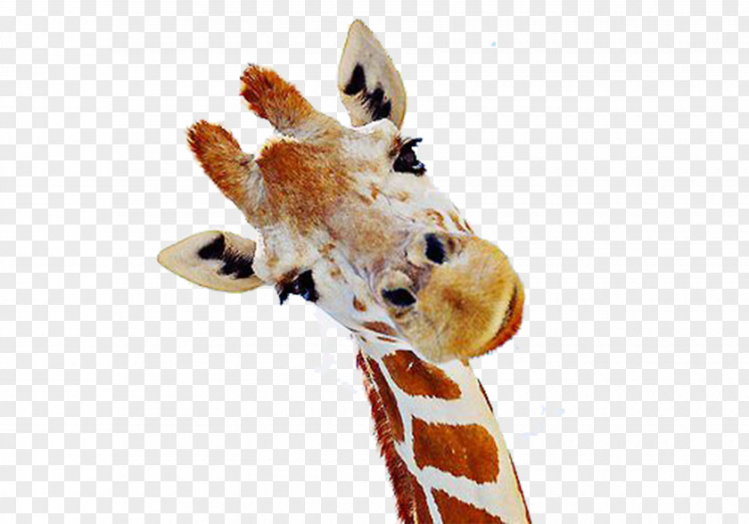 Cute Giraffe Free Download Northern Mammal Neck We Heart It PNG