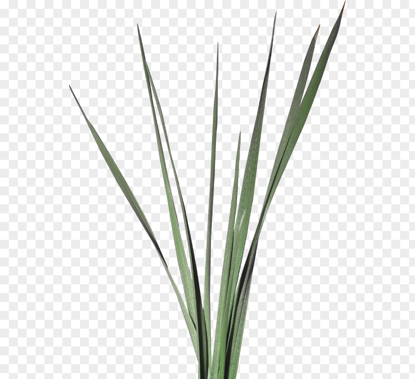 Herbe Blog Plant Stem Grass Week PNG