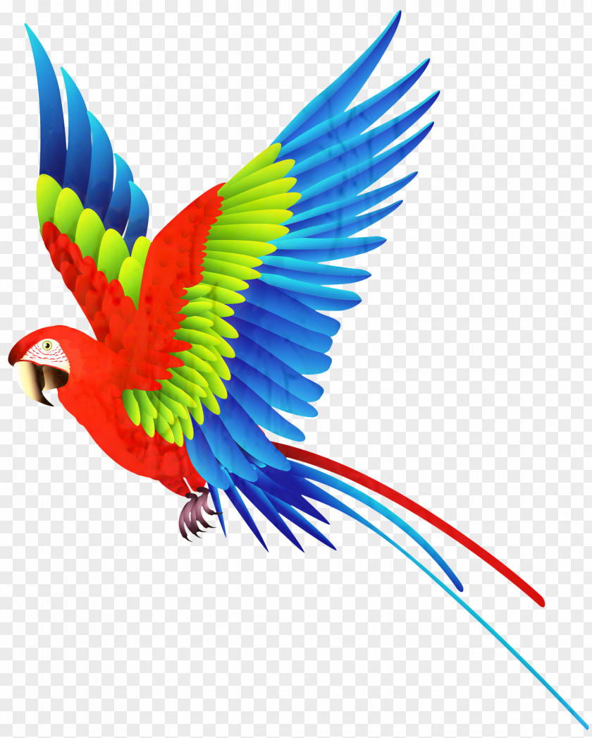 Parrot Clip Art Bird Vector Graphics PNG
