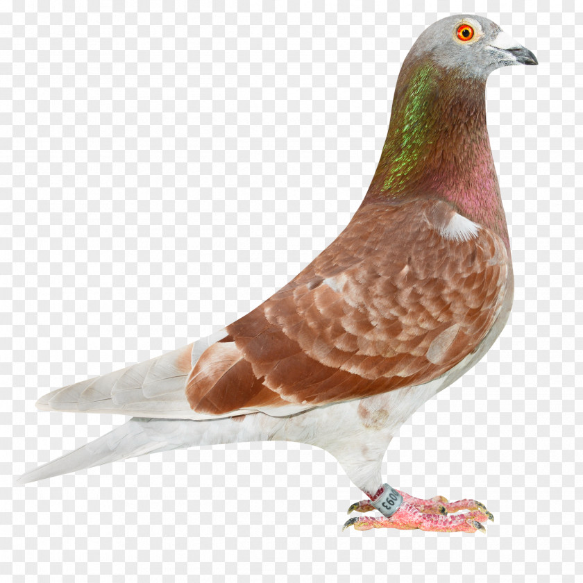 Pigeon Columbidae Racing Homer Belgium Homing PNG