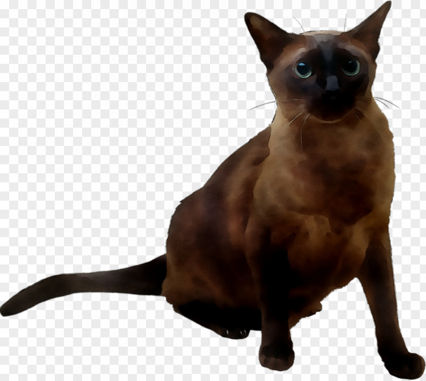 Burmese Cat Siamese Tonkinese Devon Rex Domestic Short-haired PNG