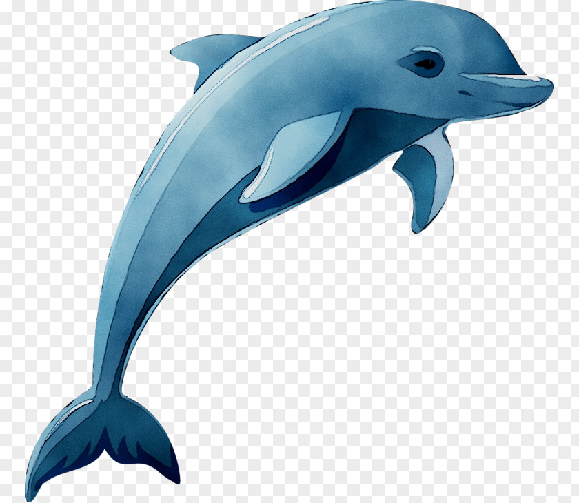 Dolphin Vector Graphics Clip Art Drawing Cartoon PNG