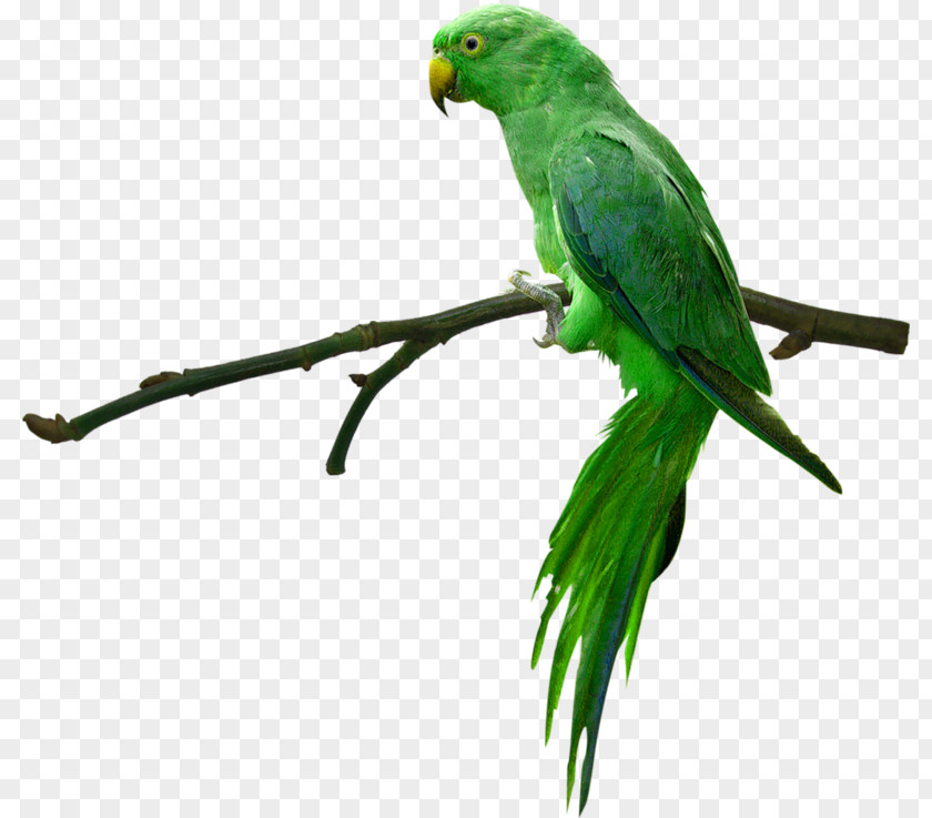 Green Parrot Parrotlet Bird Wallpaper PNG