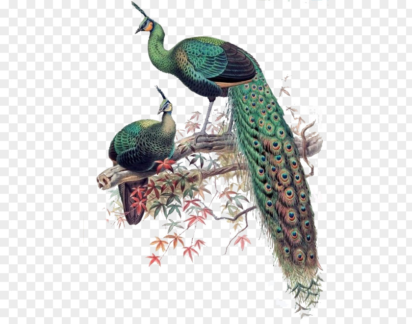 Green Peacock Peafowl Bird Asiatic Phasianidae PNG