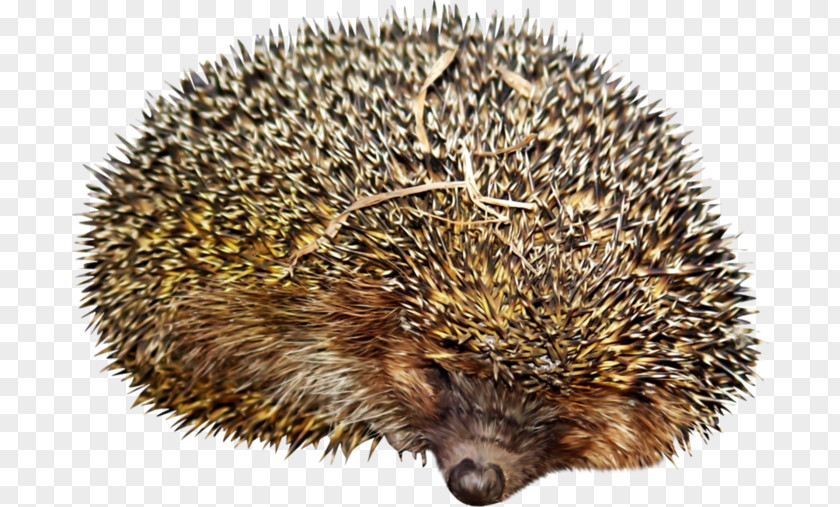 Hedgehog Domesticated Clip Art Echidna PNG