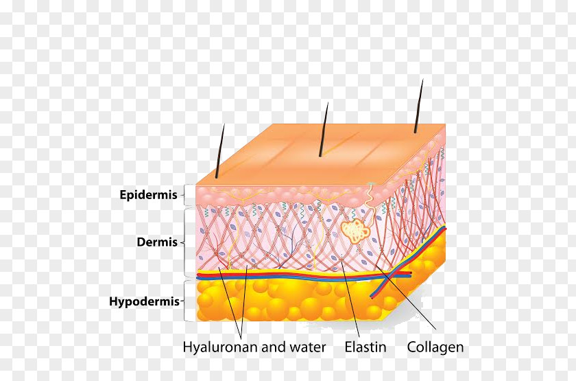 Human Skin Cell Ageing Elastin PNG