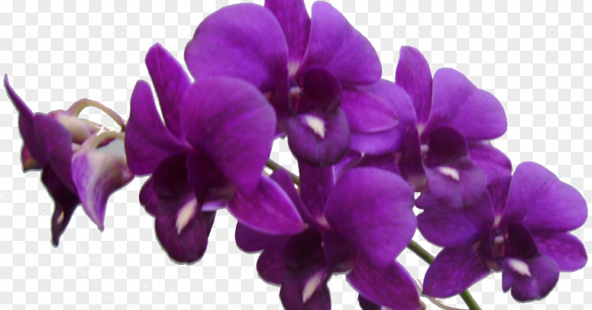 Violet Flower Purple Clip Art Lilac PNG