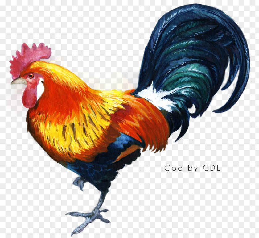 Cock Coq Coenzyme Q10 Wiki Computer File PNG