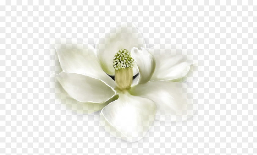 Flower Petal Southern Magnolia Family Blot PNG