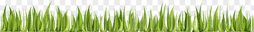 Green Grass Adobe Illustrator Systems Wheatgrass U0633u0628u0632u0647 PNG
