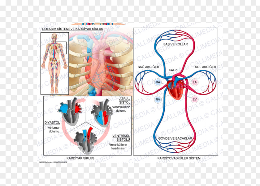 Heart Circulatory System Cardiac Cycle Cardiology Biological PNG