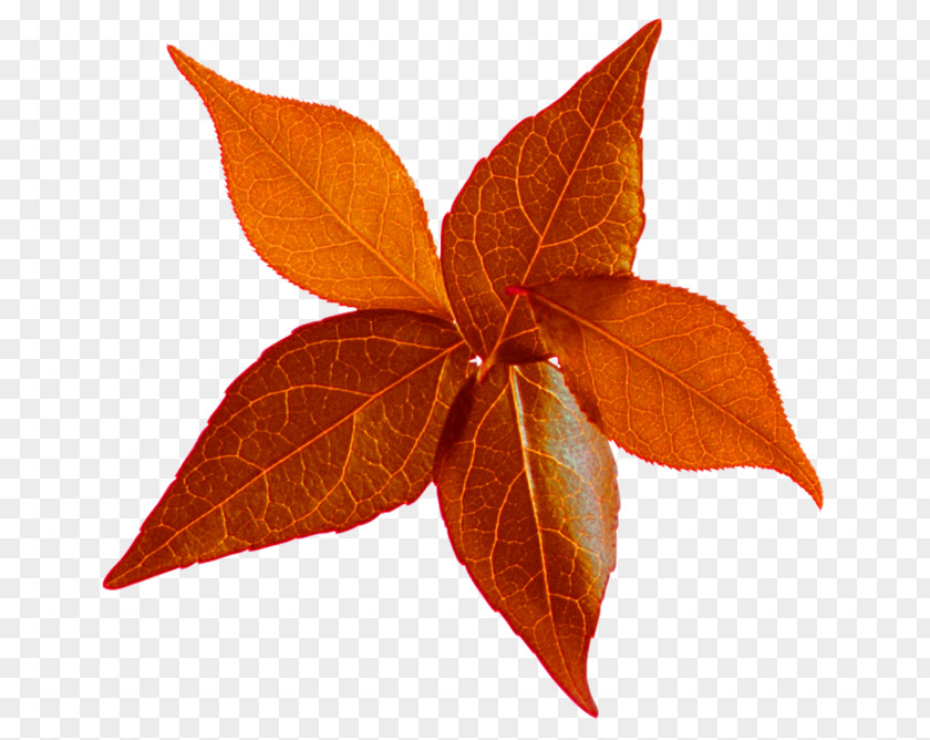 Leaf Clip Art Blog Image PNG