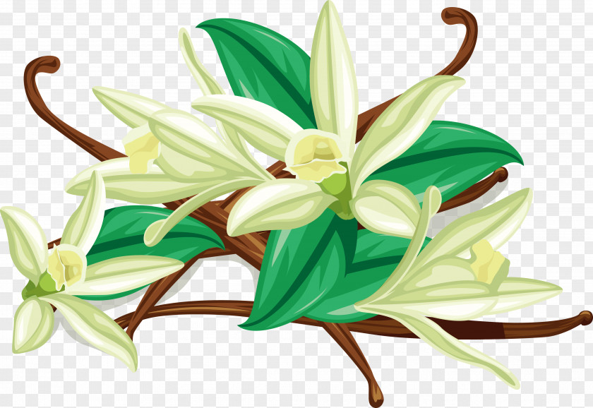Vanilla Flower Vector Flat-leaved Spice Euclidean PNG