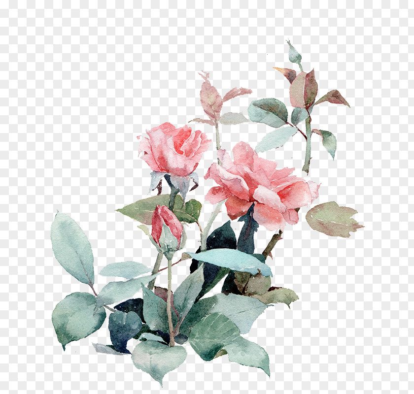 Vector Painted Plant Watercolor Painting Beach Rose Illustration PNG