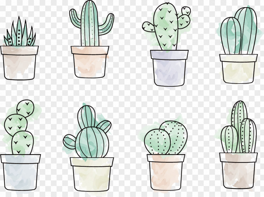 Cactus Vector Cactaceae Drawing Painting PNG