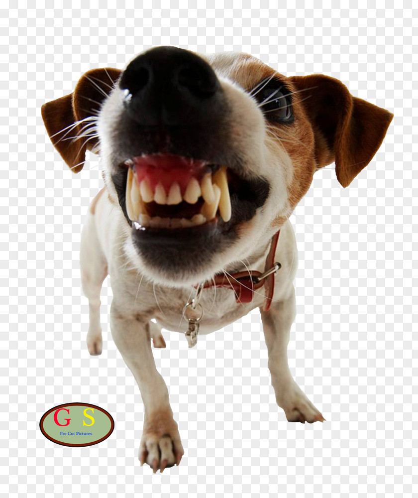 Dog Training Pet Door Aggression PNG