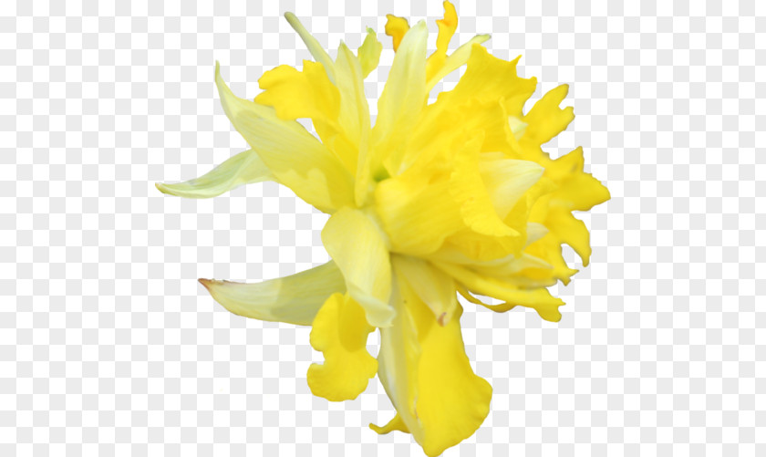 Flower Daffodil Tagetes Lucida Clip Art PNG