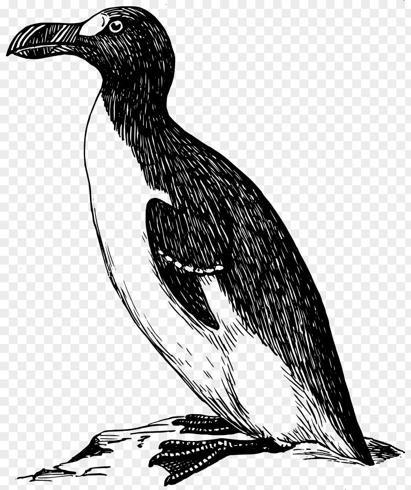 Greater Penguin Great Auk Bird Clip Art PNG