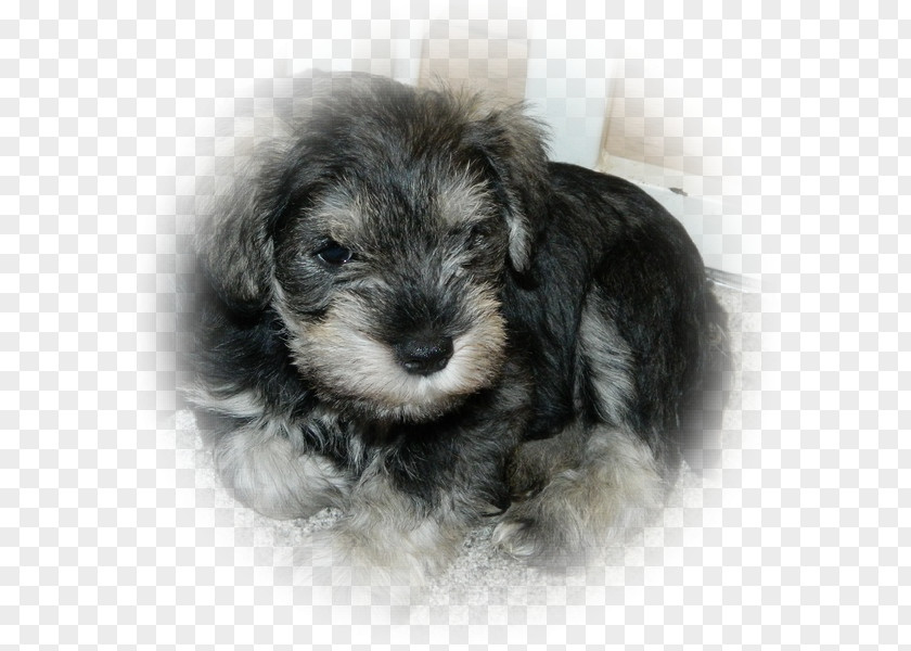 Miniature Schnauzer Schnoodle Dandie Dinmont Terrier Sporting Lucas Morkie PNG