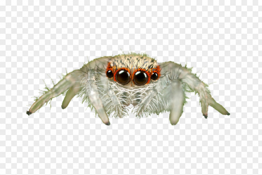 Spider Jumping Animal Infant Art PNG