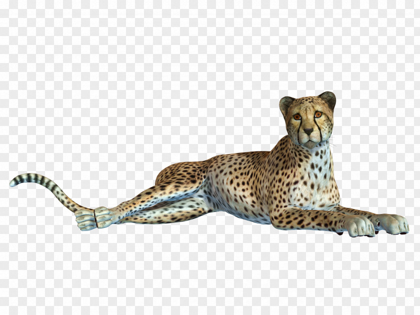 Creative Pull The Tummy Leopard Free Cheetah Jaguar Black Panther PNG