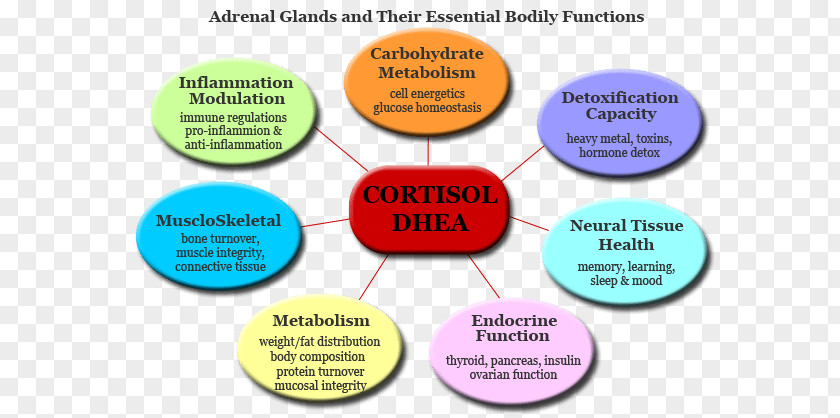 Natural Chart Adrenal Gland Fatigue Function Cortisol PNG