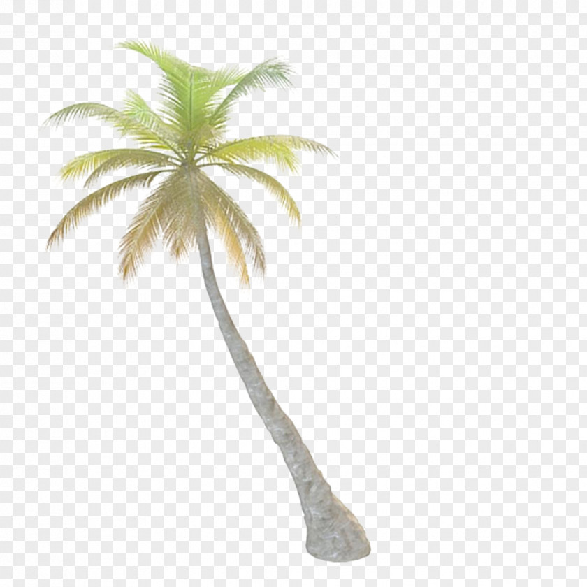 Palm Tree Arecaceae Leaf PNG