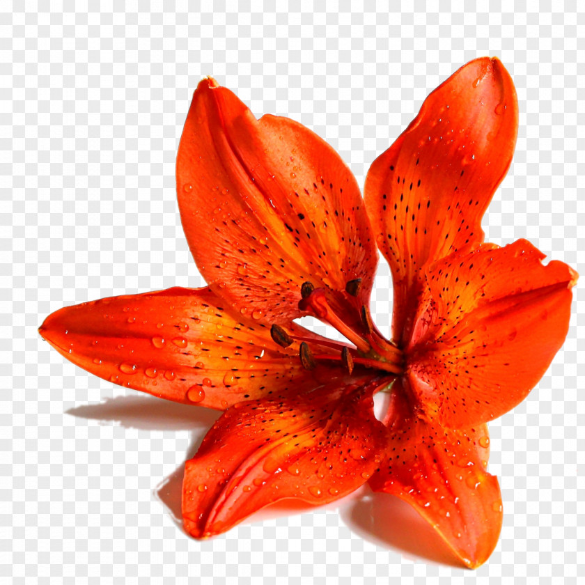 Red Lily Love Printing Romance PNG