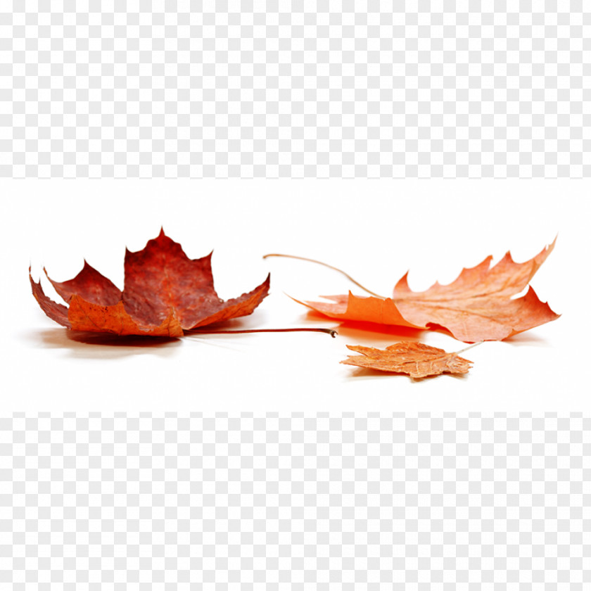 Autumn Stock Photography Leaf Color Royalty-free PNG