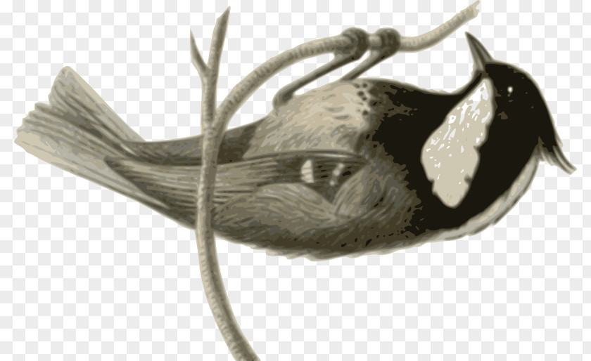 Feather Illustration Bird Grey White Animal PNG