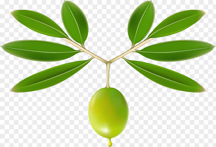 Plant Leaf Flower Tree Olive PNG