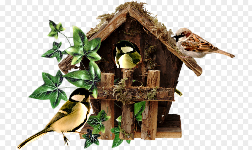 Bird Nest Domestic Canary Food Moineau PNG