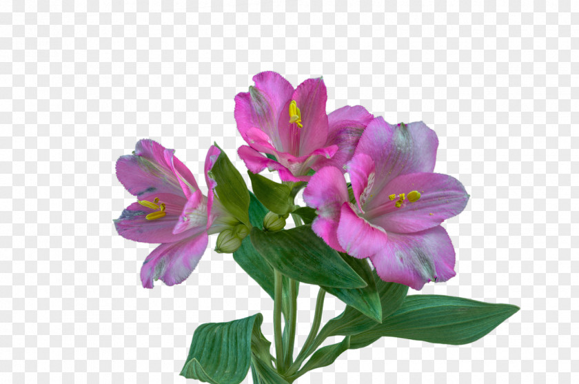 Symbol Lily Of The Incas Meaning Image PNG