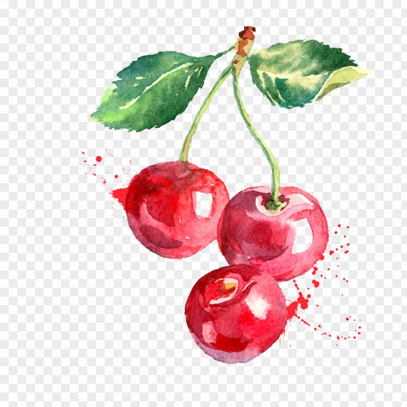 Cherry Watercolor Painting Vector Graphics Drawing Berry PNG