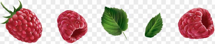 Vector Raspberry Red Fruit PNG