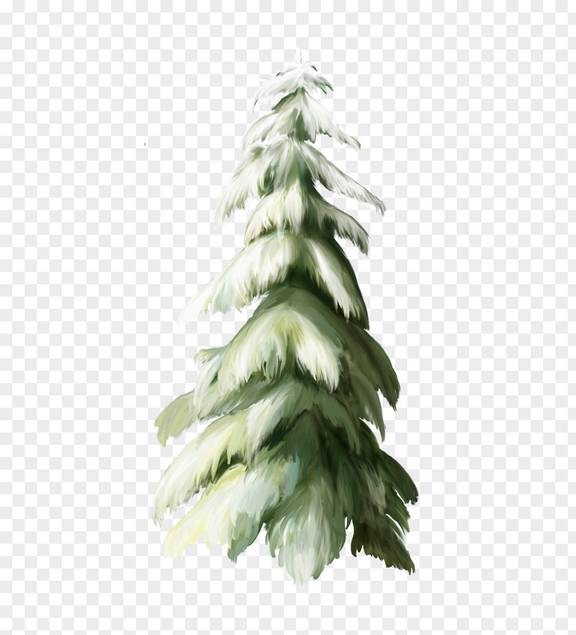Christmas Spruce Tree Fir PNG