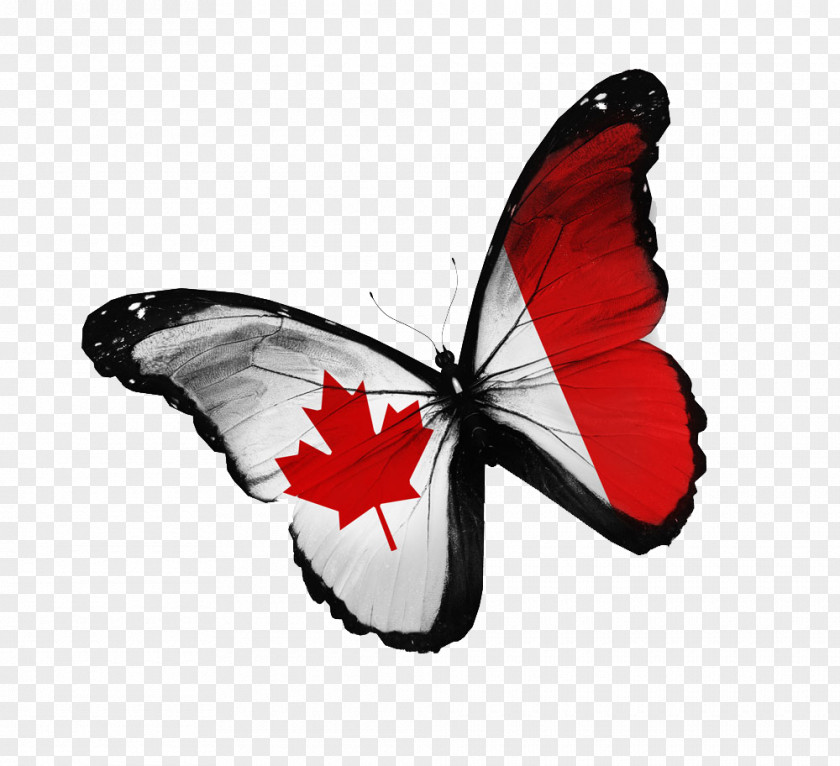 Creative Butterfly Flag Of Canada Stock Photography National PNG