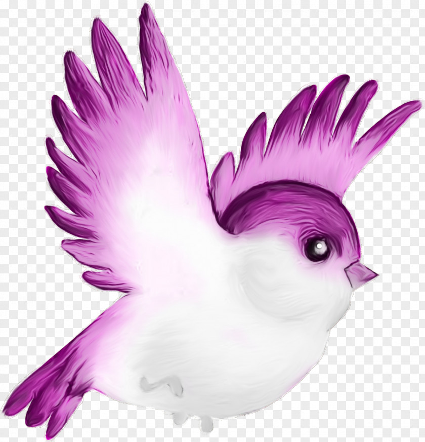 Parrot Rock Dove Feather PNG